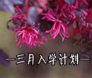 三月入學計劃：搶大學補錄名額，奪政府助學基金！