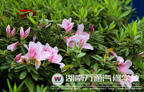 杜鵑花